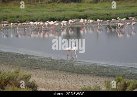 a group of pink flamingos on a lake with daylight. Stock Photo