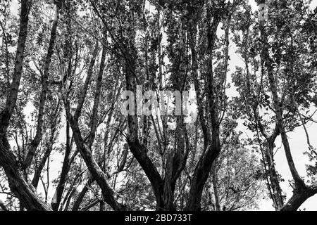 Tree branches against sky, abstract, black and white - Hollywood, Florida, USA Stock Photo