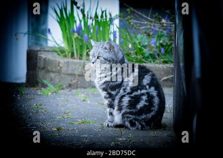 Garden shots in North London Stock Photo