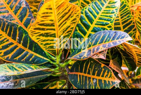 the leaves of a dumb cane plant in closeup, popular tropical cultivated specie from America Stock Photo
