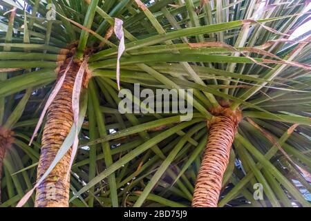 closeup of the trunks and leaves of a dragon tree, popular plant specie with a vulnerable status, Native to the Canary Islands Stock Photo