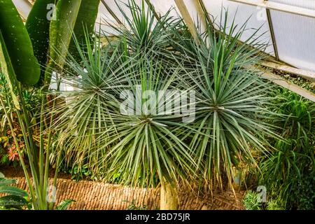 Dragon tree in a glasshouse, popular plant specie with a vulnerable status, Native to the Canary Islands Stock Photo