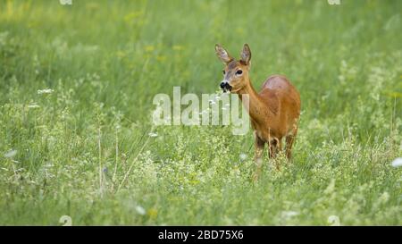 Curios roe deer doe grazing on green meadow with flowers with copy space Stock Photo