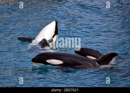 Three killer whales (Orcinus orca) in whirlpool water Stock Photo