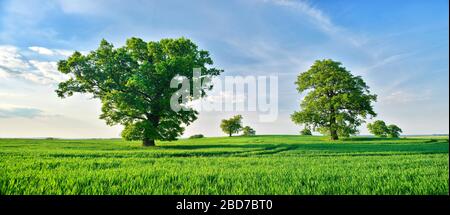 Giant old gnarled oak trees (Quercus Robur) on green meadows in spring under a blue sky, Mecklenburgische Schweiz, Mecklenburg-Western Pomerania Stock Photo