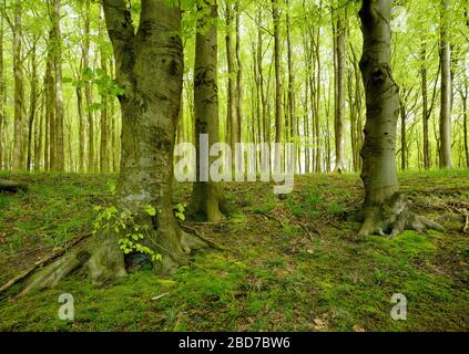 Natural Beeches forest (Fagus) in spring, Jasmund National Park, Island of Ruegen, Mecklenburg-Western Pomerania, Germany Stock Photo