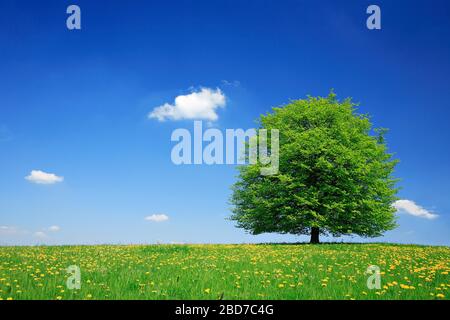 Solitary linden tree (Tilia) on green meadow, dandelion in bloom, blue sky with clouds, Hainich National Park, Thuringia, Germany Stock Photo