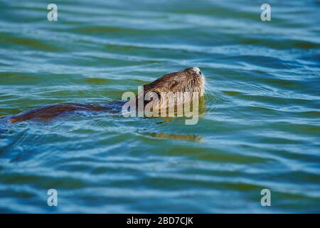 Coypu (Myocastor coypus) swimming in water, Camargue, France Stock Photo