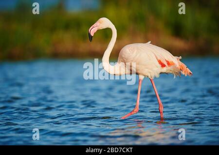 Greater Flamingo (Phoenicopterus roseus) strides in shallow water, Parc Naturel Regional de Camargue, France Stock Photo