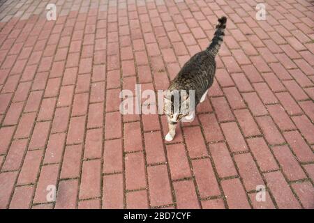Fat Gray-white cat walks on the sidewalk Stock Photo