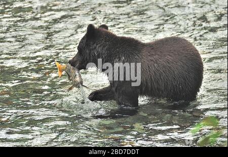 A Grizzly Bear ' Ursus arctos',  catching a spawning chum salmon in Fish Creek near Hyder Alaska