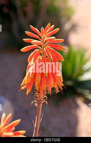 The flowers of the Aloe Cameronii (Red Aloe Vera) plant, an evergreen perrenial originating from the Arabian Peninsula now successfuly transplanted to Stock Photo