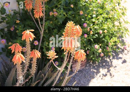 The flowers of the Aloe Cameronii (Red Aloe Vera) plant, an evergreen perrenial originating from the Arabian Peninsula now successfuly transplanted to Stock Photo