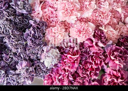 Carnation Flower Wallpaper – Lovecup.com