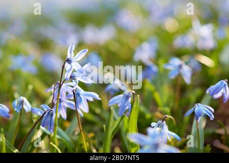 The Alpine squill (Scilla bifolia) purple blue flower searching for sunlight in a meadow at spring time. Concept for spring and flower blooming, natur Stock Photo