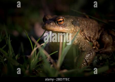 a toad / frog, amphibians Stock Photo