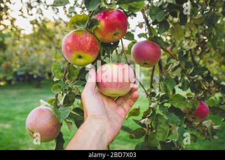 Large red apples close-up on a tree branch. Apple in hand. Stock Photo
