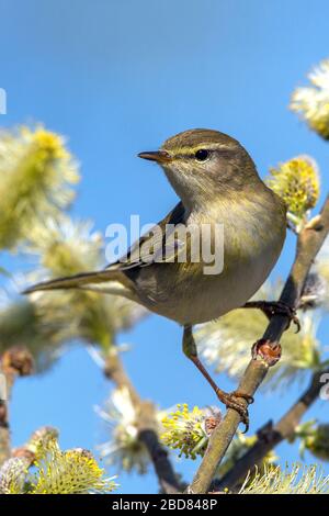 Pussy willow flowers on the branch, blooming verba in spring forest ...