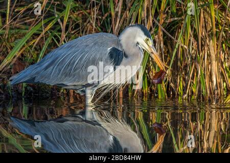grey heron (Ardea cinerea), stands in shallow water, Germany, Bavaria Stock Photo
