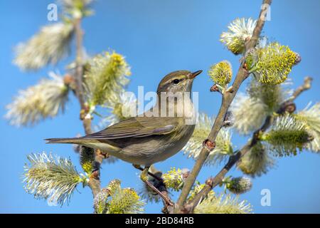 willow warbler (Phylloscopus trochilus), on a blooming willow, Germany, Baden-Wuerttemberg Stock Photo