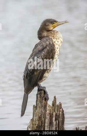 great cormorant (Phalacrocorax carbo), sits on deadwood, Germany, Baden-Wuerttemberg Stock Photo