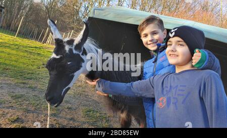 llama (Lama glama), two boys stroking a llama, Germany Stock Photo
