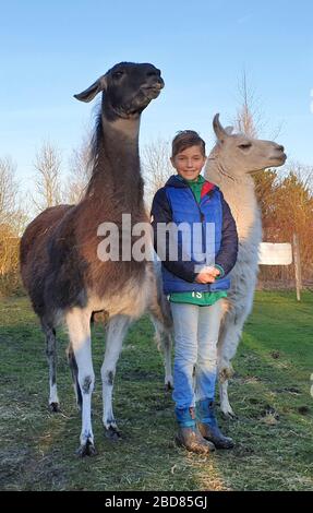 llama (Lama glama), boy stands smiling between two llamas, Germany Stock Photo