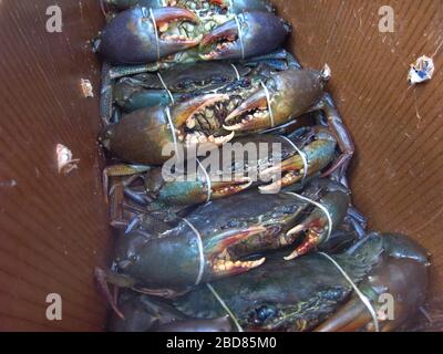 northern lobster, American clawed lobster (Homarus americanus), lobster with bound shears in transport crate, USA, Maine Stock Photo