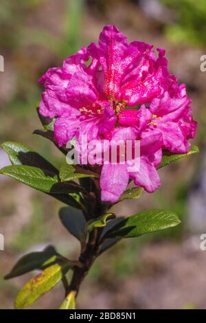 Rust-leaved alpine rose, snow-rose, snowrose, Rusty-leaved alpenrose, Rusty-leaved alprose (Rhododendron ferrugineum), flower, Austria, Tyrol, Lechtaler Alpen Stock Photo