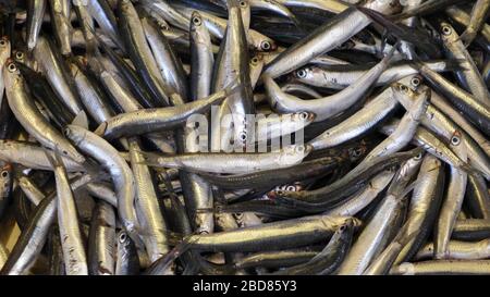 European sardine, sardine (if small), pilchard (if large), European pilchard (Sardina pilchardus), sardines at the fish market, Greece Stock Photo