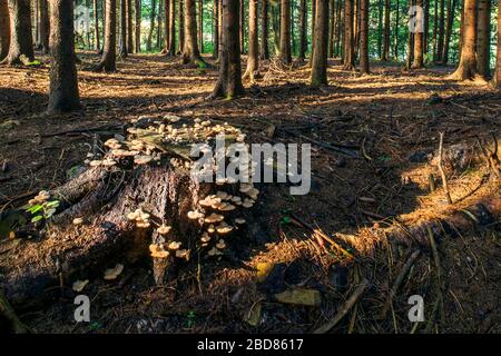 Norway spruce (Picea abies), mushrooms on a tree snag in spruce forest, Germany, Bavaria Stock Photo