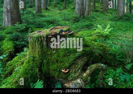 red spruce (Picea rubens), natural spruce forest with mosscovered forest floor and tree snag, Germany, Bavaria, Ammergauer Alpen Stock Photo