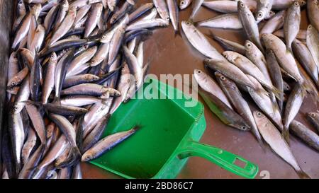 sardines (Sardina spec.), sardines at the fish market, Greece Stock Photo