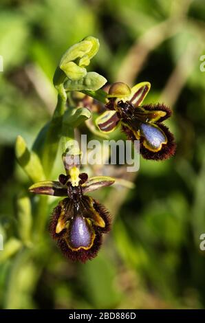 Two flowers of wild Mirror Bee Orchid (Ophrys speculum) over a dark green out of focus natural background. Arrabida Natural Park, Portugal. Stock Photo