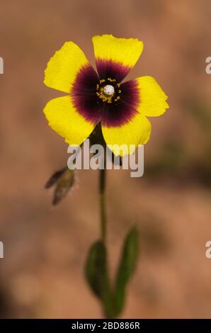 Wild Spotted Rock-rose flower (Tuberaria guttata) also known as Annual Rock-rose. Thick dark red mark at the center of the petals. Brown red dirt out Stock Photo