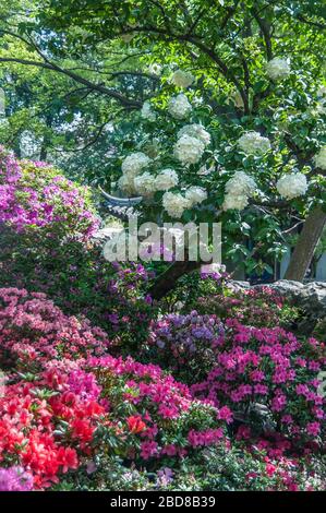 Suzhou China - May 3, 2010: Humble Administrators Garden. Closeup of red-pink-white flowers under green foliage. Stock Photo