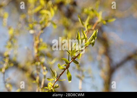 weeping willow tree branches with young small green leaves in the spring garden, selective focus, closeup Stock Photo