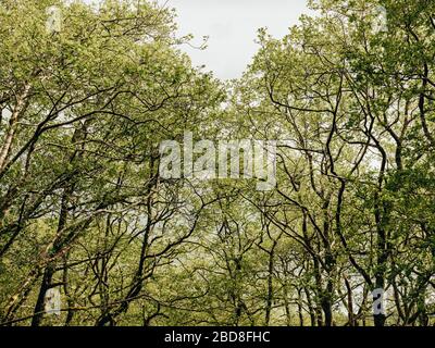Looking up to tree canopy in Scotland Stock Photo