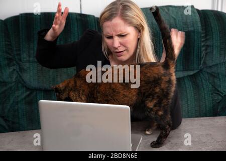 a cat on the laptop disturbs someone working from home Stock Photo