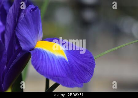 Iris hollandica. Blue magic variety. Close up details with copy space Stock Photo