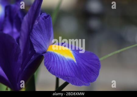 Iris hollandica. Blue magic variety. Close up details with copy space Stock Photo