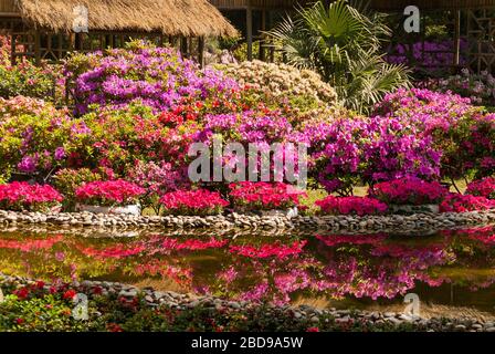 Suzhou China - May 3, 2010: Humble Administrators Garden. Part of Light brown straw roof structure behind pink and red flower beds reflected in pond. Stock Photo