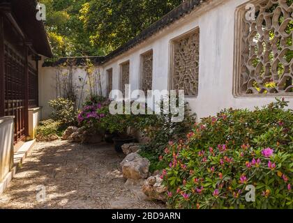 Suzhou China - May 3, 2010: Humble Administrators Garden. courtyard features bushes with pink and purple flowers. White wall with beige artfully decor Stock Photo