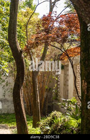 Suzhou China - May 3, 2010: Humble Administrators Garden. Closeup of peaceful corner with bamboo and trees with red and green foliage. Stock Photo