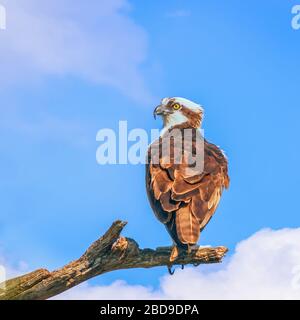 Osprey (Pandion haliaetus) perching on a branch in Flamingo Campground. Everglades National Park. Florida. USA Stock Photo