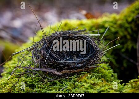 Abandoned Bird Nest on Moss close up Stock Photo