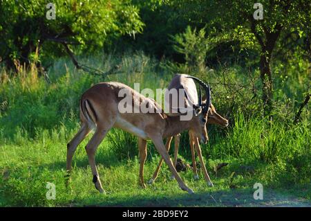 Two playing or fighting impalas in the savannah Stock Photo
