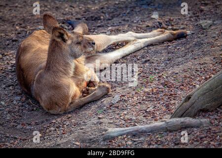 lazy kangaroo lying on the ground Stock Photo