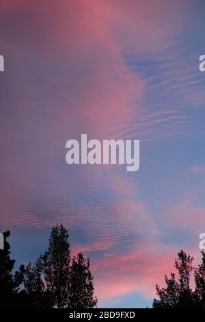 Orange clouds as the sun is setting with silhouetted trees in the foreground. Stock Photo