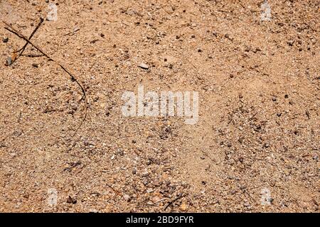 Fine gravel footpath strewn with seedpods and twigs creating a textural surface. Stock Photo